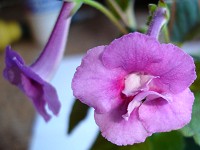 Sinningia 'Neesa' Sinningia 'Neesa'